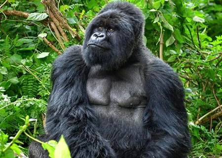 Mountain Gorilla