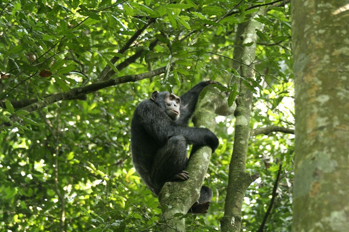 Chimpanzee in Kibale National park