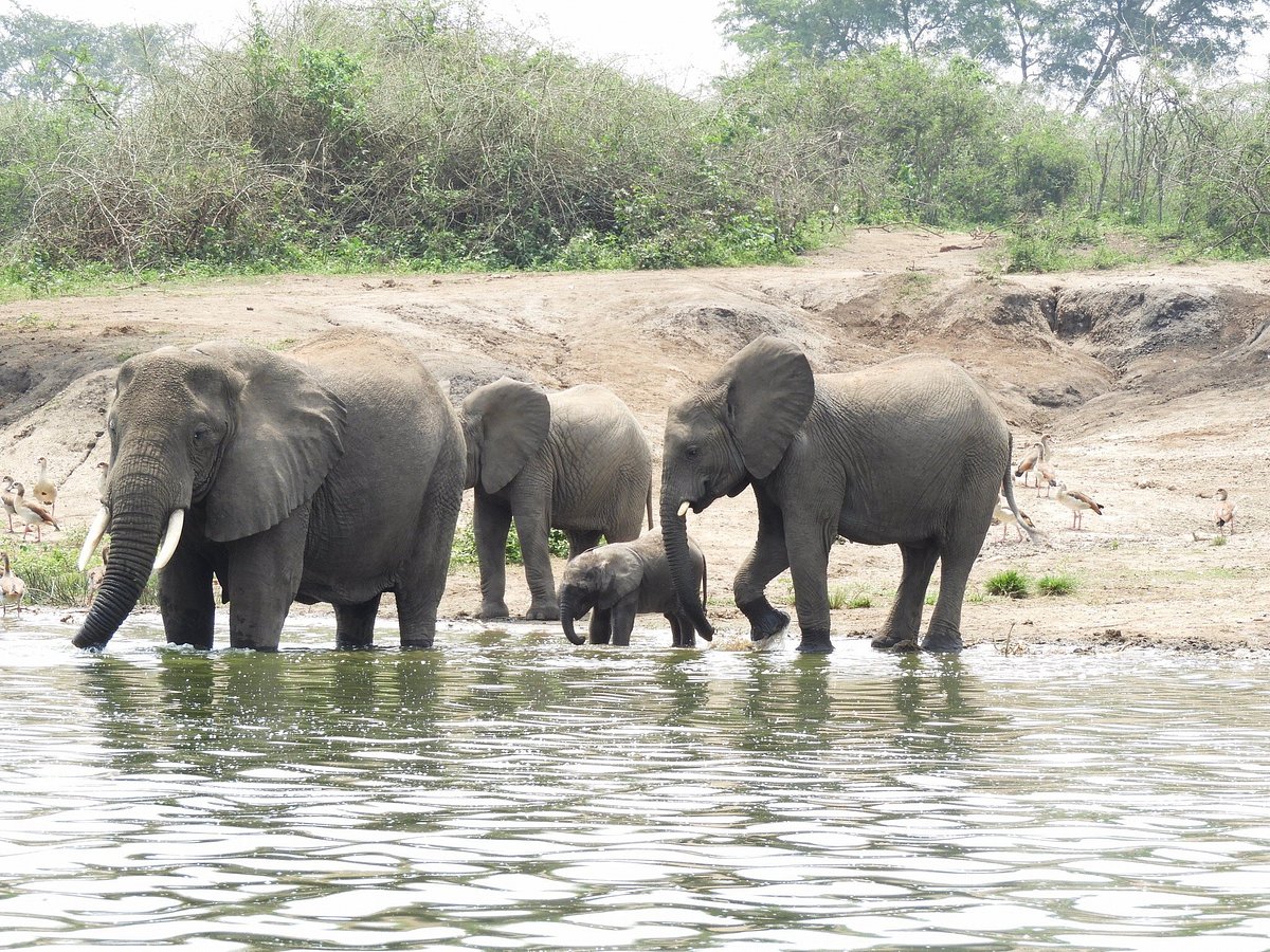 African Elephants