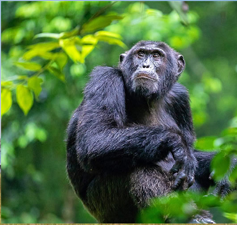 Chimpanzee in the forest