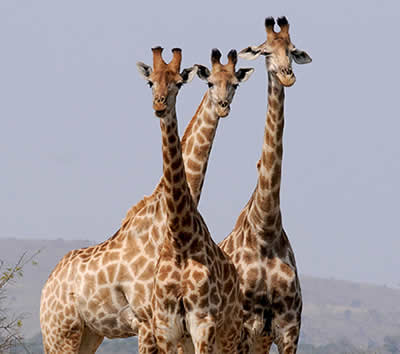 Giraffes