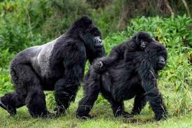 mountain Gorillas