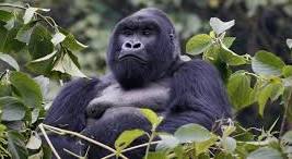 Gorilla In Bwindi National park