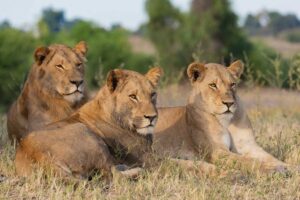 lions in African setting