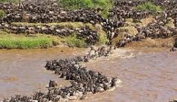 wildebeest migration