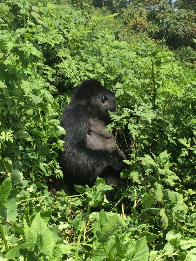 Mountain Gorilla